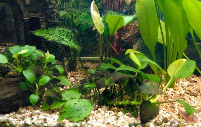 Как выглядит черная борода в аквариуме на растениях фото