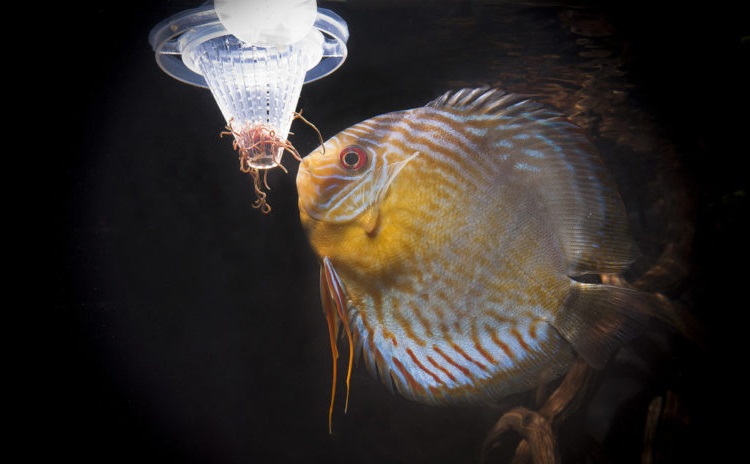 Корм для аквариумных рыбок – гранулы: описание и применение