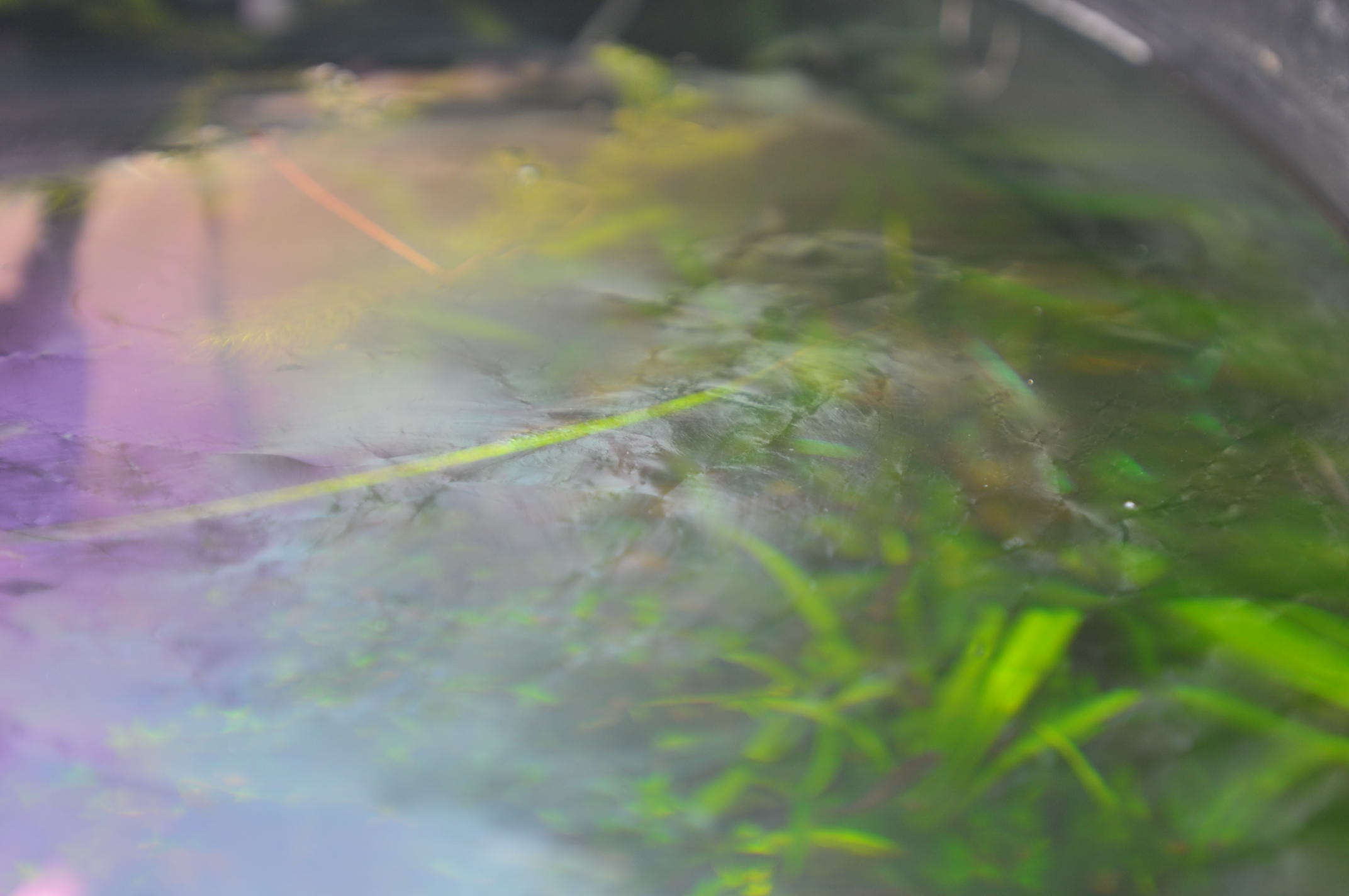 Причины образования пленки на поверхности воды в аквариуме