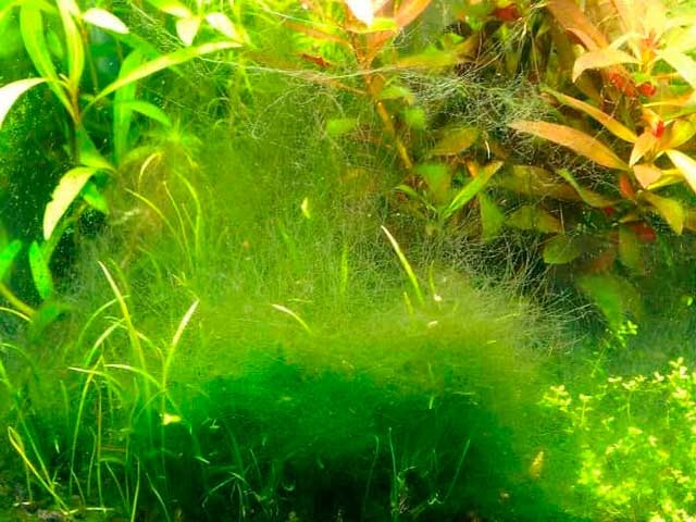 Борьба с водорослями в аквариуме