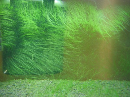 Борьба с зелеными водорослями в аквариуме