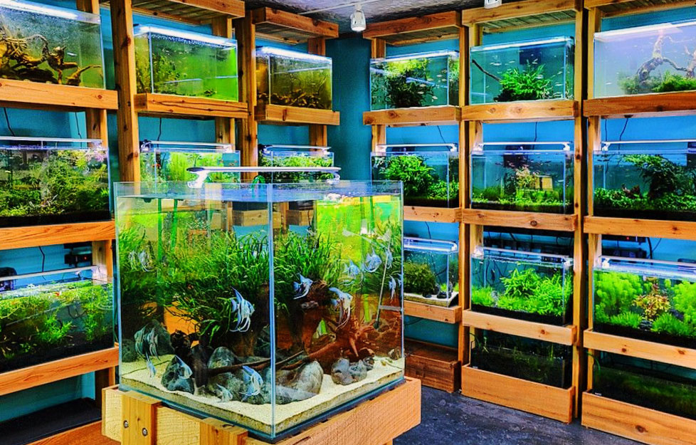 Выбор аквариума
